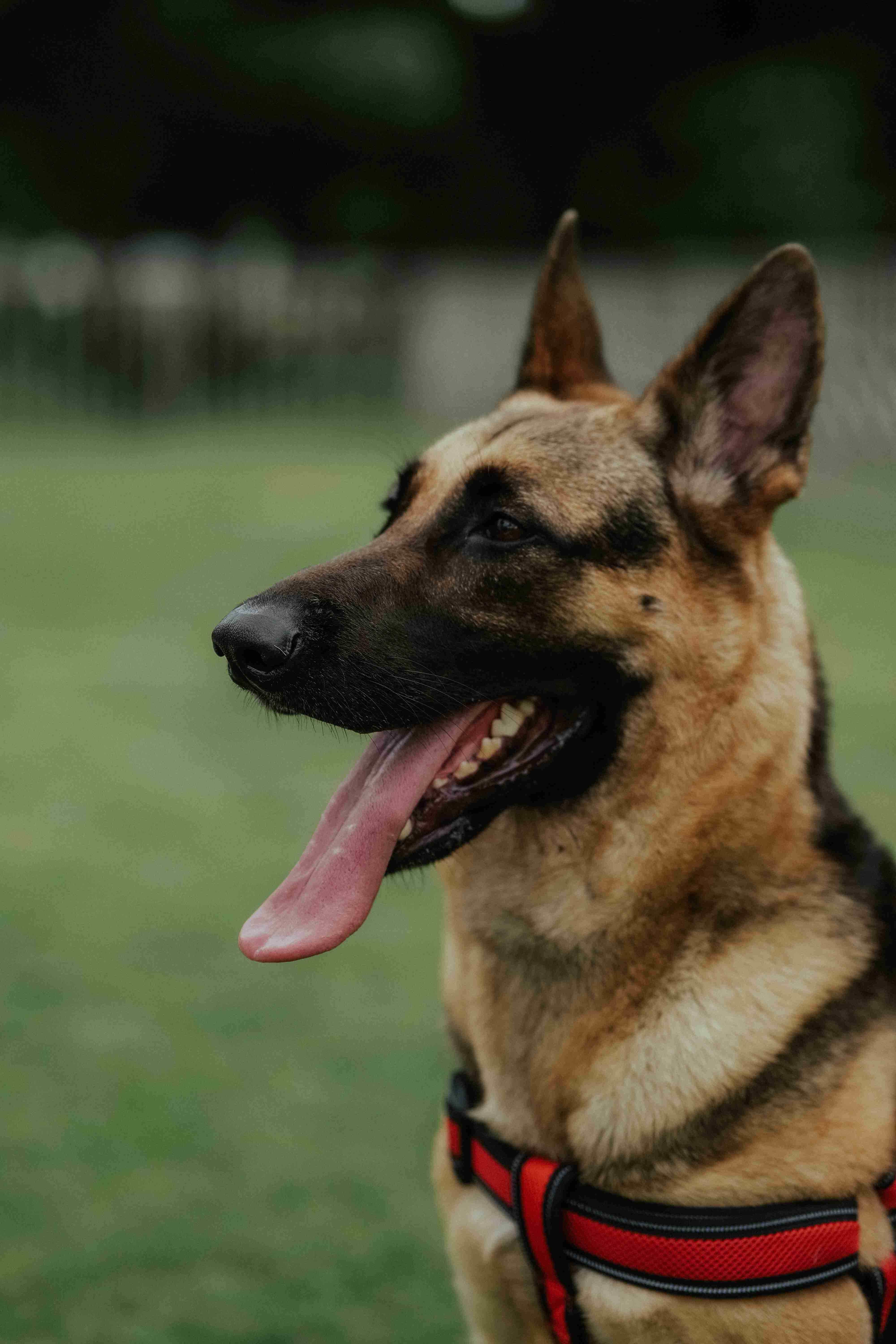 How do you discourage bad behavior in a German Shepherd puppy?